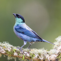 Black-capped Tanager